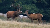 Richmond Park 19 10 03 1285   Photos ACG 2019
