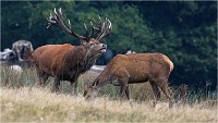 Richmond Park 19 10 03 1288   Photos ACG 2019