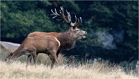 Richmond Park 19 10 03 1301   Photos ACG 2019