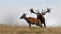 Richmond Park 19 10 03 1430   Photos ACG 2019