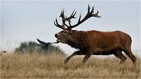 Richmond Park 19 10 03 1449   Photos ACG 2019