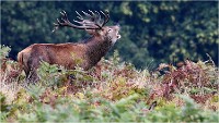 Richmond Park 19 10 03 1475   Photos ACG 2019