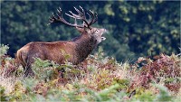 Richmond Park 19 10 03 1485   Photos ACG 2019
