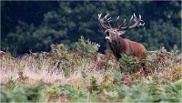 Richmond Park 19 10 03 1502   Photos ACG 2019
