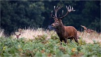 Richmond Park 19 10 03 1560   Photos ACG 2019