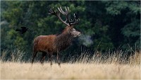 Richmond Park 19 10 03 1604   Photos ACG 2019