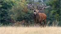 Richmond Park 19 10 03 1605   Photos ACG 2019
