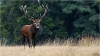 Richmond Park 19 10 03 1632   Photos ACG 2019