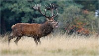Richmond Park 19 10 03 1652   Photos ACG 2019