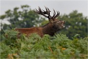 Richmond Park 19 10 03 1655   Photos ACG 2019