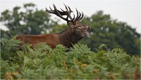 Richmond Park 19 10 03 1656  01  Photos ACG 2019