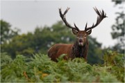 Richmond Park 19 10 03 1672   Photos ACG 2019