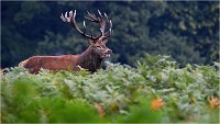 Richmond Park 19 10 03 1712   Photos ACG 2019