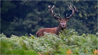 Richmond Park 19 10 03 1736   Photos ACG 2019