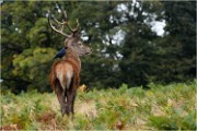 Richmond Park 19 10 04 1924   Photos ACG 2019