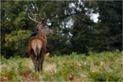 Richmond Park 19 10 04 1925   Photos ACG 2019