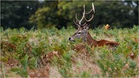 Richmond Park 19 10 04 2063   Photos ACG 2019