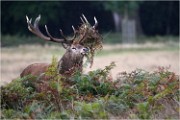 Richmond Park 19 10 04 6568   Photos ACG 2019