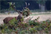 Richmond Park 19 10 04 6601   Photos ACG 2019