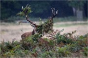 Richmond Park 19 10 04 6614   Photos ACG 2019