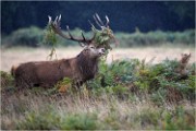Richmond Park 19 10 04 6625   Photos ACG 2019