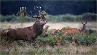 Richmond Park 19 10 04 6638   Photos ACG 2019