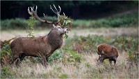 Richmond Park 19 10 04 6647   Photos ACG 2019