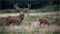 Richmond Park 19 10 04 6682   Photos ACG 2019