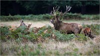 Richmond Park 19 10 04 6707   Photos ACG 2019