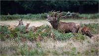 Richmond Park 19 10 04 6708   Photos ACG 2019