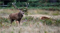 Richmond Park 19 10 04 6728   Photos ACG 2019