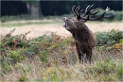 Richmond Park 19 10 04 6767   Photos ACG 2019