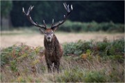 Richmond Park 19 10 04 6790   Photos ACG 2019