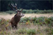 Richmond Park 19 10 04 6802   Photos ACG 2019