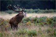 Richmond Park 19 10 04 6809   Photos ACG 2019