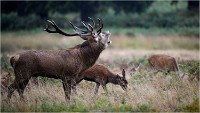 Richmond Park 19 10 04 6822   Photos ACG 2019