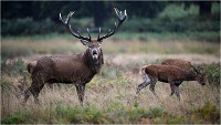 Richmond Park 19 10 04 6833   Photos ACG 2019