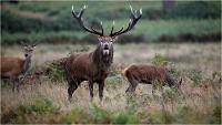 Richmond Park 19 10 04 6853   Photos ACG 2019