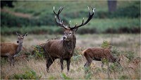 Richmond Park 19 10 04 6858   Photos ACG 2019