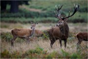 Richmond Park 19 10 04 6862   Photos ACG 2019