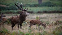 Richmond Park 19 10 04 6886   Photos ACG 2019