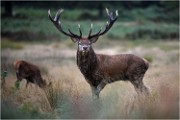 Richmond Park 19 10 04 7026   Photos ACG 2019