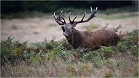 Richmond Park 19 10 04 7108   Photos ACG 2019
