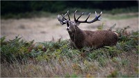 Richmond Park 19 10 04 7109   Photos ACG 2019