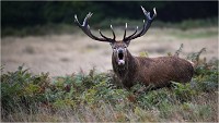 Richmond Park 19 10 04 7111   Photos ACG 2019