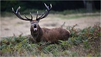 Richmond Park 19 10 04 7112   Photos ACG 2019
