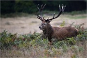 Richmond Park 19 10 04 7123   Photos ACG 2019