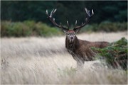 Richmond Park 19 10 04 7147   Photos ACG 2019