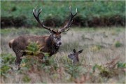 Richmond Park 19 10 04 7196   Photos ACG 2019
