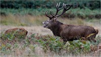 Richmond Park 19 10 04 7219   Photos ACG 2019